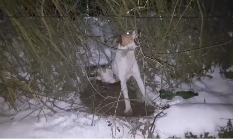 Rescue Poor Dog was Shot 3 Bullet into Spine Lying Under Snow without Help | Heartbreaking