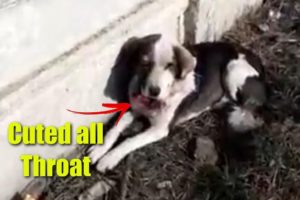 Rescue Poor Homeless Dog Suffering Extreme Pains with Throat Cut Off, Eye Damaged | Miracle Story