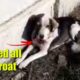 Rescue Poor Homeless Dog Suffering Extreme Pains with Throat Cut Off, Eye Damaged | Miracle Story