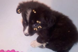 Rescue Poor Homeless Puppy Covered Many Huge Ticks, Fleas Alone in this cruel world