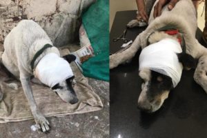 Rescue Poor Old Dog on Street Full of Maggots in Ears Suffered so much Pains