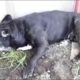 Rescue Poor Old and Sick Dog was Abandoned, Shaking in Cold &  Pains