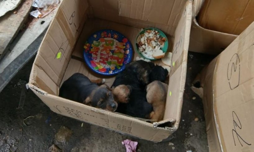 Rescue Poor Puppies Abandoned Near Garbage, Covered Hundreds Worms legs constipated
