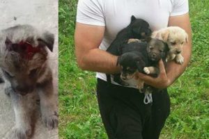 Rescue Poor Puppies and Mommy Injury in Abandoned House