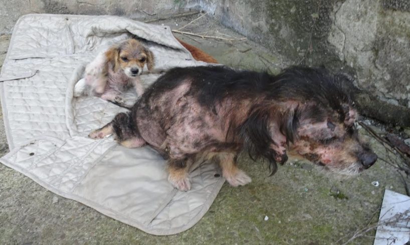 Rescue Poor Puppies was Abandoned Severe Mange, Paralyzed | Heartbreaking story