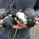 Rescue Poor Puppies was Abandoned in a cardboard Box in Forest | Amazing Transformation