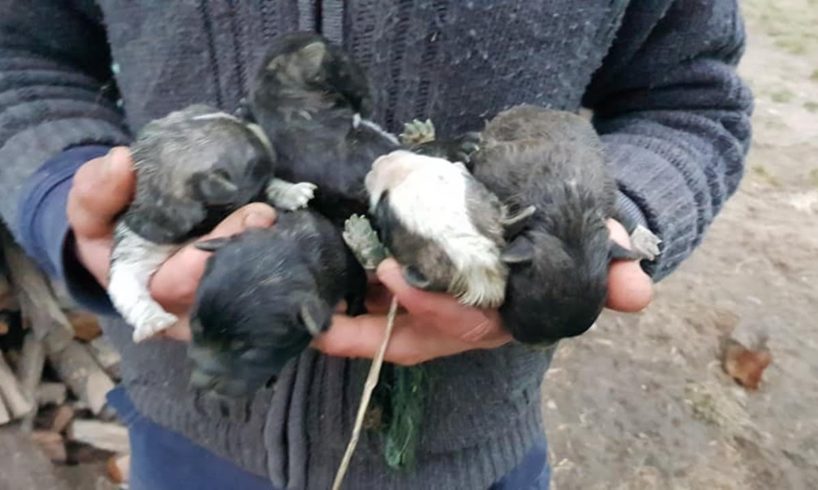 Rescue Poor Puppies was Abandoned in a cardboard Box in Forest | Amazing Transformation