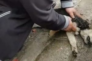 Rescue Poor Puppy Can not Breath When Eating Back to Life