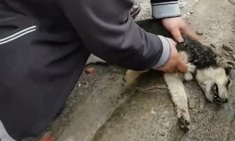 Rescue Poor Puppy Can not Breath When Eating Back to Life