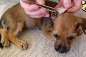 Rescue Poor Puppy Covered by Thousand of Ticks And In Severely Malnourished,