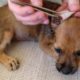 Rescue Poor Puppy Covered by Thousand of Ticks And In Severely Malnourished,