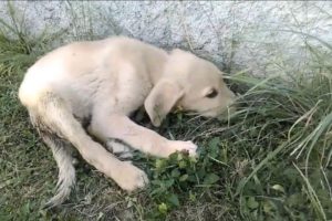 Rescue Poor Puppy Dragging Body in Extreme Pains for 15 Days without Any Help