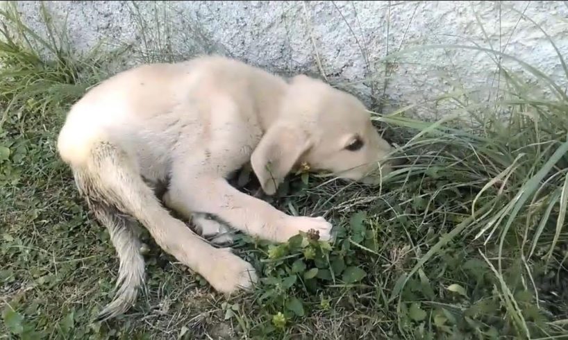 Rescue Poor Puppy Dragging Body in Extreme Pains for 15 Days without Any Help