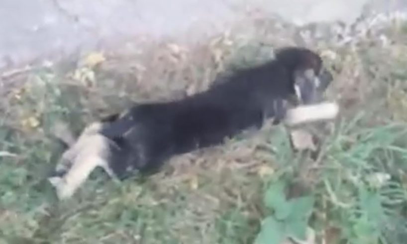 Rescue Poor Puppy Extreme Scared, Shy Broken Both LEGS Crying in Pains