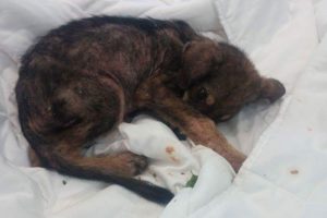 Rescue Poor Puppy Lying aside the Road, dying in horrible shape, dehydrated