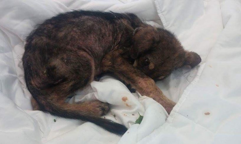 Rescue Poor Puppy Lying aside the Road, dying in horrible shape, dehydrated