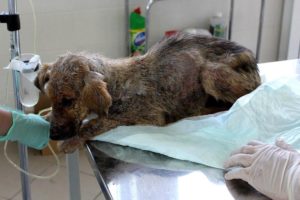 Rescue Poor Puppy Refuse to Eat 3 Days, Severe Demodex with Little Chance of Survival