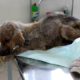 Rescue Poor Puppy Refuse to Eat 3 Days, Severe Demodex with Little Chance of Survival
