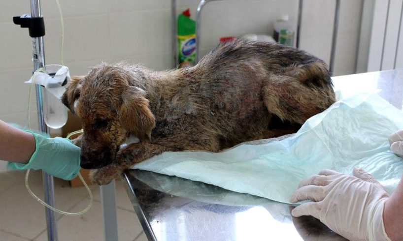Rescue Poor Puppy Refuse to Eat 3 Days, Severe Demodex with Little Chance of Survival