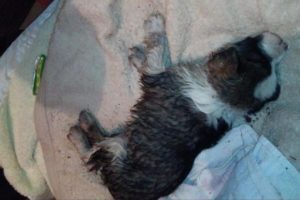 Rescue Poor Puppy Stuck in The Sewer Screaming for Help Before Drowning by Rains