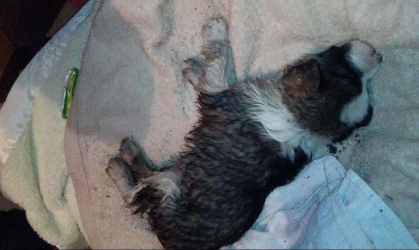 Rescue Poor Puppy Stuck in The Sewer Screaming for Help Before Drowning by Rains