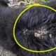 Rescue Poor Puppy Suffered From Maggots WITH A  ROTTING WOUND ON His BACK