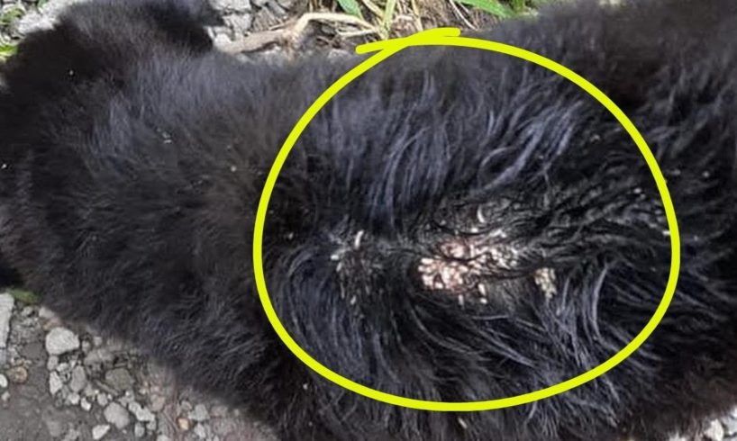 Rescue Poor Puppy Suffered From Maggots WITH A  ROTTING WOUND ON His BACK