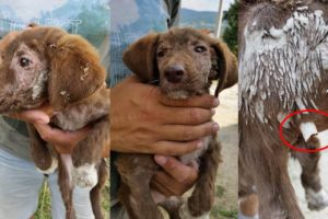 Rescue Poor Puppy Suffered Terrible Wounds, Alone, Sad, Hungry Must Amputated to Save Life