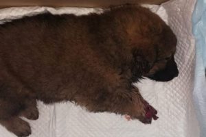 Rescue Poor Puppy Was Severed One Leg After The Terrible Accident