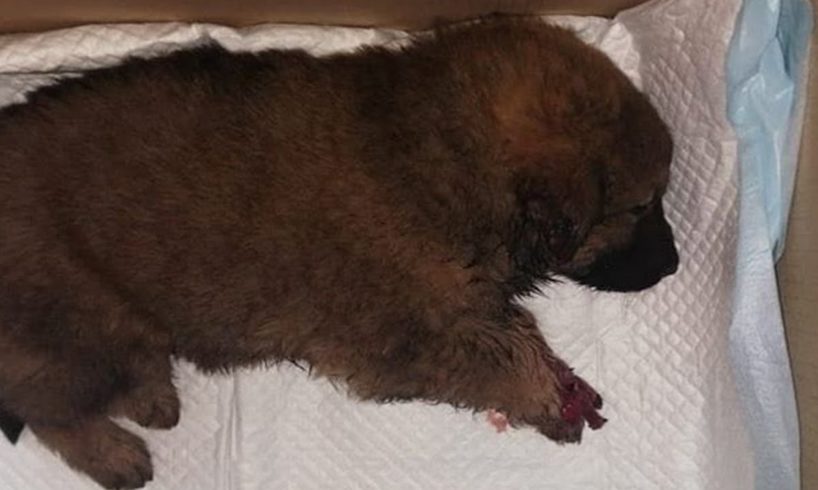 Rescue Poor Puppy Was Severed One Leg After The Terrible Accident