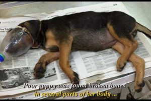 Rescue Poor Puppy With Broken Bones In Several Parts Of Her Little Body