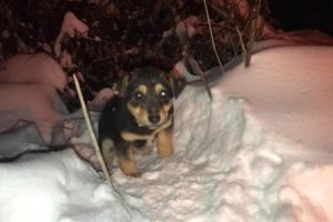 Rescue Poor Puppy so Scared Shivering in Deep Snow | Miracle Story