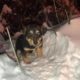 Rescue Poor Puppy so Scared Shivering in Deep Snow | Miracle Story