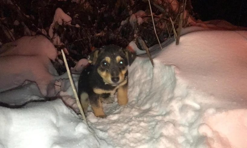 Rescue Poor Puppy so Scared Shivering in Deep Snow | Miracle Story