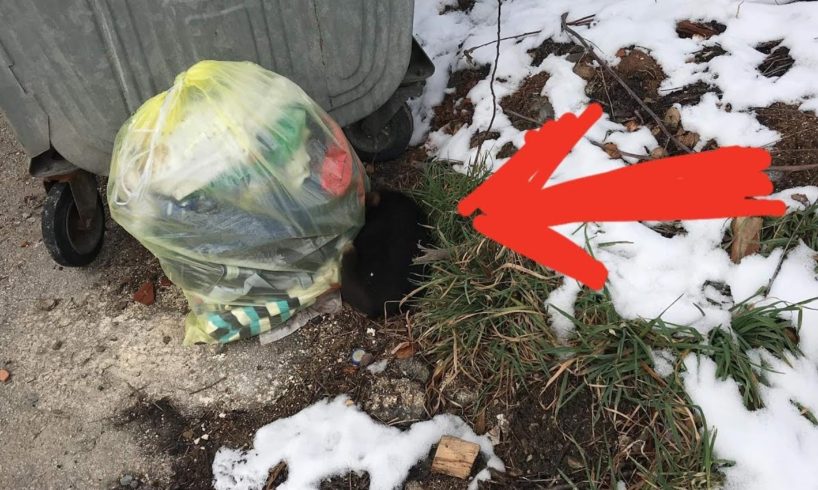 Rescue Poor Puppy was Abandoned beside Container Trash in Frozen, Sad and Alone..