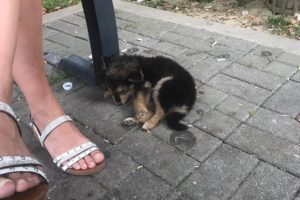 Rescue Poor Puppy was Abandoned on Street Alone, Sad