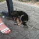 Rescue Poor Puppy was Abandoned on Street Alone, Sad