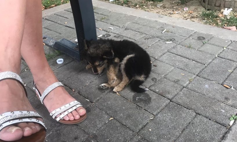 Rescue Poor Puppy was Abandoned on Street Alone, Sad