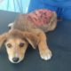 Rescue Poor Puppy was Hit By Car Lost All His Skins Suffered Severe Pains For Days | Miracle Story