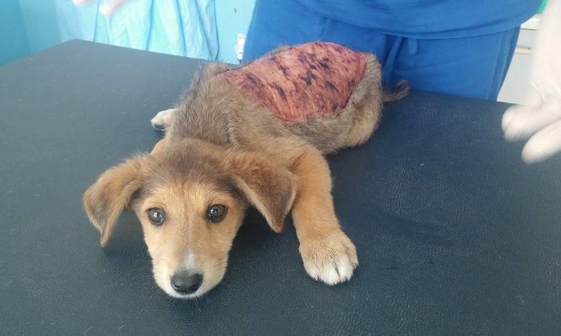 Rescue Poor Puppy was Hit By Car Lost All His Skins Suffered Severe Pains For Days | Miracle Story