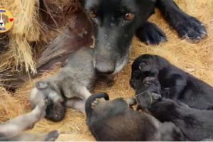 Rescue Poor Stray Mother Dogs and Her Puppies - Rescue Dog!