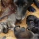 Rescue Poor Stray Mother Dogs and Her Puppies - Rescue Dog!