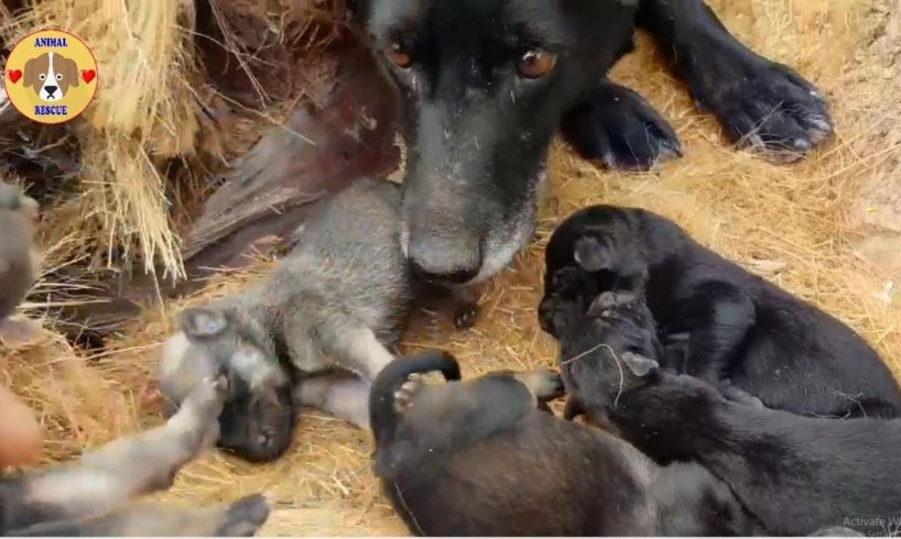 Rescue Poor Stray Mother Dogs and Her Puppies - Rescue Dog!