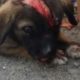 Rescue Puppy Who Lost One Eye, Skin On His Forehead Has Peeled Off