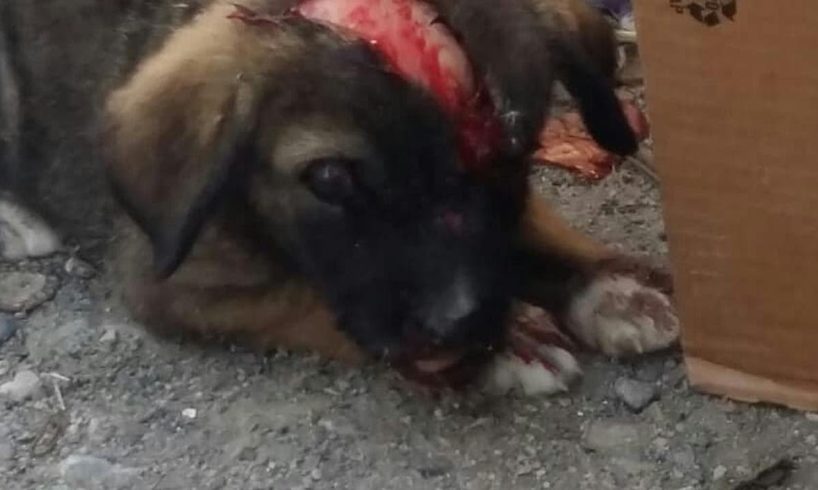 Rescue Puppy Who Lost One Eye, Skin On His Forehead Has Peeled Off