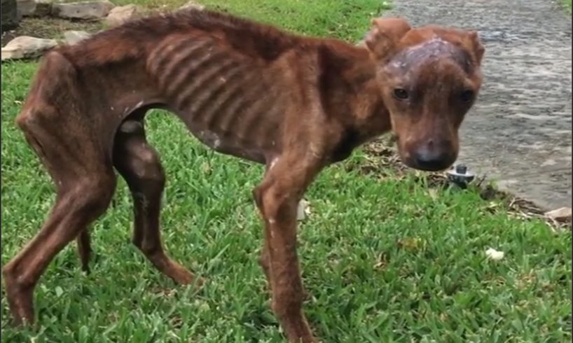 Rescue Starving Poor Dog On The Side Of The Road -Stomach and Intestines were filled with Leaves