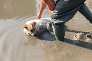 Rescue Stray Dog Met An Accident & Fainted In A Puddle