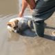 Rescue Stray Dog Met An Accident & Fainted In A Puddle