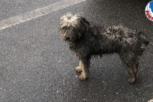 Rescue Stray Dog Wandering On Streets After 27 Days Communication to Her Owner, Finally A Warm Place