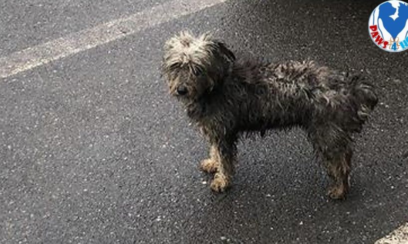 Rescue Stray Dog Wandering On Streets After 27 Days Communication to Her Owner, Finally A Warm Place